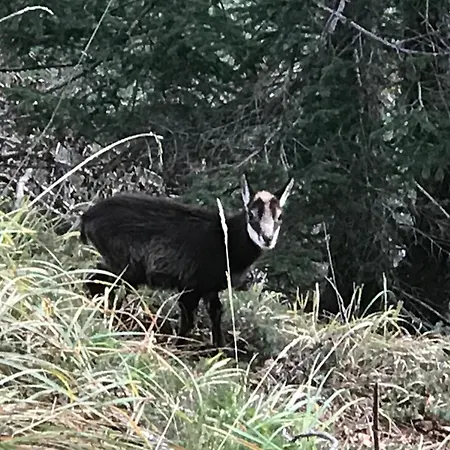 Pensión Planinski Dom - Mihov Dom Na Vrsicu *