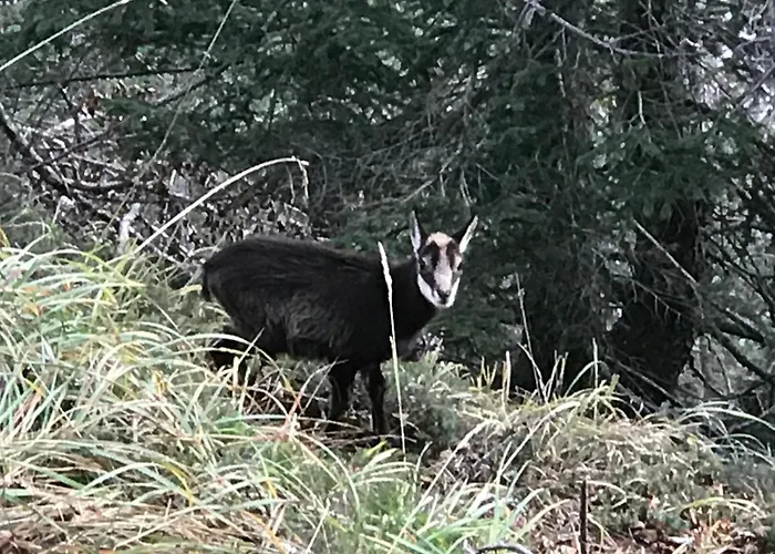 Konukevi Planinski Dom - Mihov Dom Na Vrsicu *